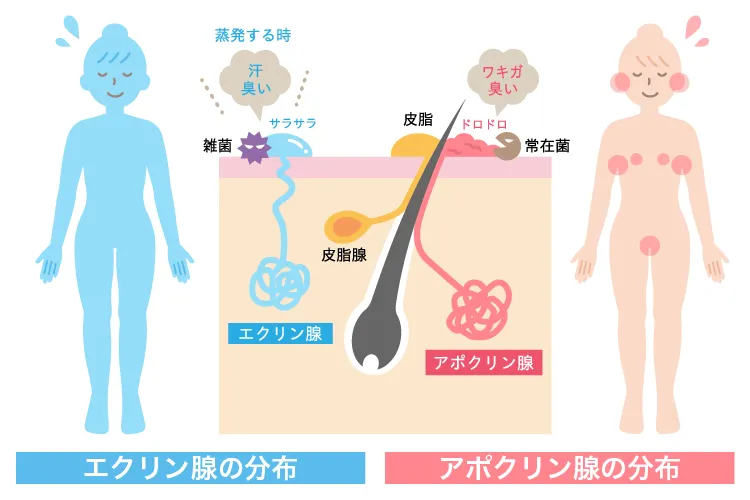 エクリン腺の分布、アポクリン腺の分布